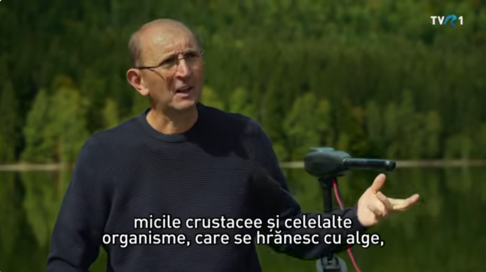 Ezüstkárászok a Szent Anna-tóban